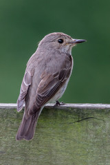 Spotted Flycatcher