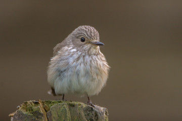 Spotted Flycatcher