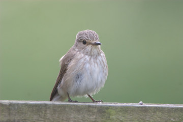 Spotted Flycatcher