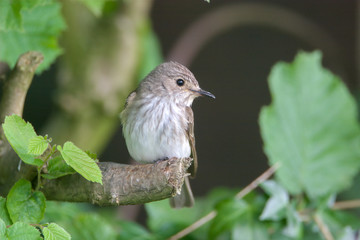 Spotted Flycatcher