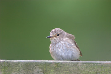 Spotted Flycatcher