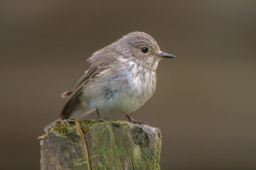 Spotted Flycatcher