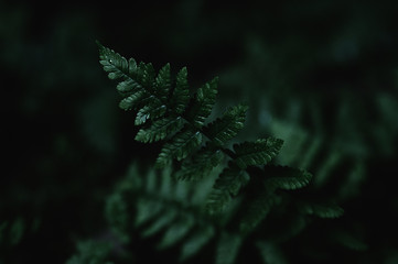 fern on black background © Владислав Клинков