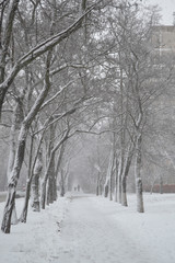 Snowy tunnel among tree branches in parkland close up. Snowy white background with alley in grove. Path among winter trees with hoarfrost during snowfall. Fall of snow. Atmospheric winter landscape.