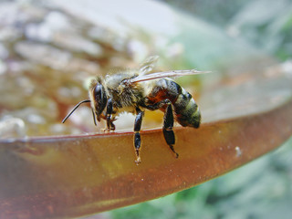 Bee on Birdbath 2
