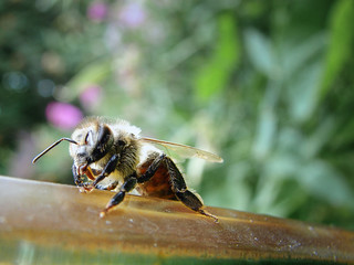Bee on Birdbath 1