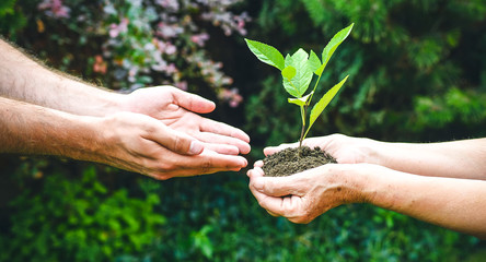 Young and senior hands holding green plant. Elderly woman with wrinkled hands gives a green plant to a young man in sunlight, blurred green background. World Environment Day, Ecology, life, Earth, new