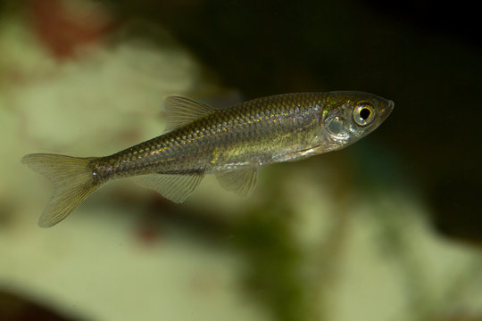 Sunbleak, belic, moderlieschen (Leucaspius delineatus).