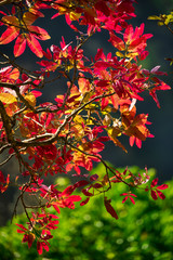 Colorful wild leaves in gray background.