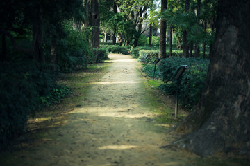 Path in a forest shadows and light