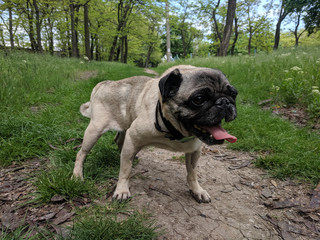 portrait of a cute pug on a walk