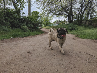 portrait of a cute pug on a walk