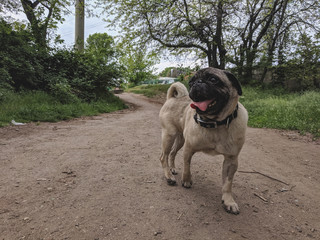 portrait of a cute pug on a walk
