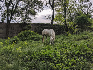 Obraz na płótnie Canvas Beautiful noble horse grazing in the meadow