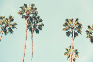 Palm trees over a blue sky minimal 