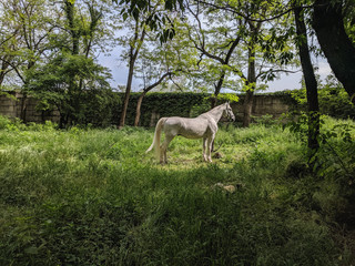 Obraz na płótnie Canvas Beautiful noble horse grazing in the meadow