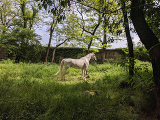  Beautiful noble horse grazing in the meadow