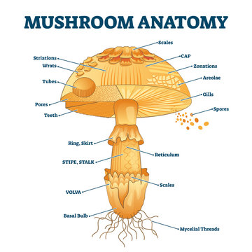 Mushroom anatomy labeled biology diagram vector illustration