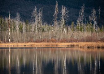 Obraz premium Dead trees and late fall trees without foliage reflected mirrorlike in a pond. BC, Canada