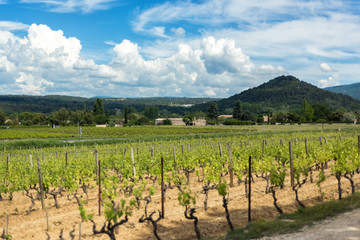Fototapeta na wymiar Scenic amazing view from Menerbes, one of most beautiful villages of France, of Luberon hills and vineyards in Provence, France. Rural agricultural french landscape. Travel destination