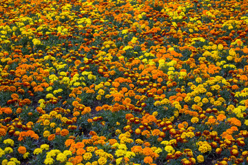 bright field of fresh yellow and orange marigold flowers. Tagetes