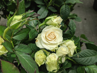 beautiful colored roses in the garden