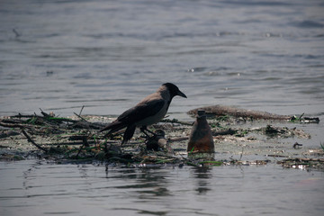 Serbia, Jun 9, 2016: Hooded Crow (Corvus cornix) perching on trash floating down the Danube River in Belgrade.