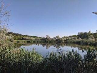 beautiful lake in a village near a pine forest