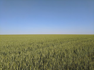  beautiful landscape of a rural road, wheat field and blue sky