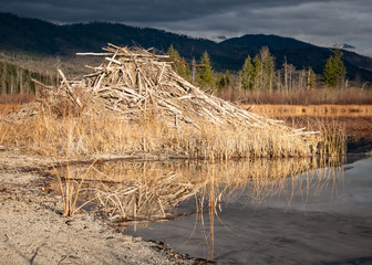 close up of a beaver house/ home at a lake, during golden hour. BC, Canada