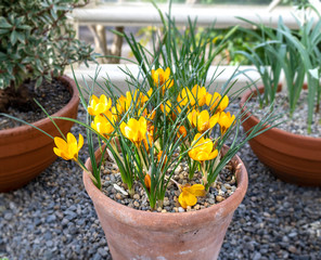 Yellow flowers in a pot.  Spring Crocus Flowers.