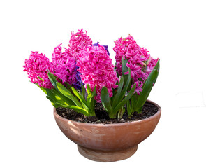 Naklejka na ściany i meble Hyacinth blossom. Close-up purple or lilac hyacinthus flowers in pot indoors