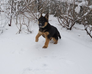 Winter day. On a white snowy ground, in the fresh air, a German shepherd puppy walks.