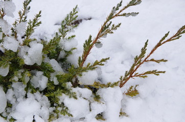 Winter Garden. Branches of fresh green plants are covered with white, fluffy snow.