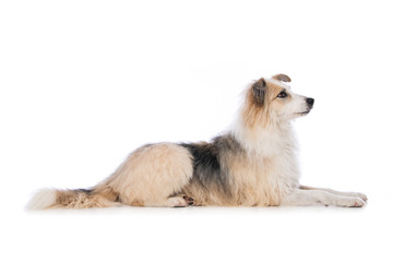 Cute dog lying on white background and looking straight