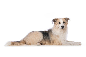 Cute dog lying on white background and looking to the camera
