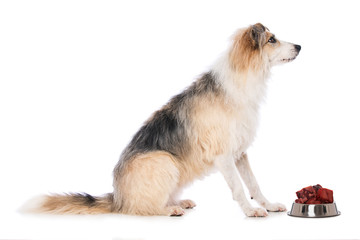 Cross breed dog sitting behind a food bowl