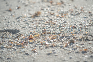 beach sand seashells