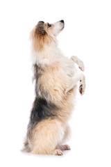 Obraz premium Cute dog sitting on hind legs and beg