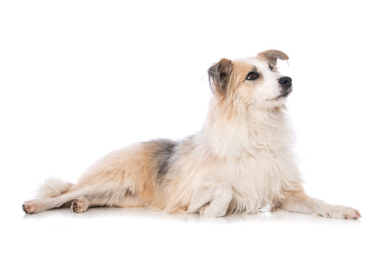 Cross breed dog lying laterally on white background