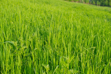 A field of green grass illuminated by the bright sun that can be used as a background