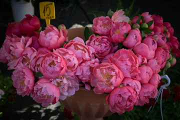 pink peonies at the market