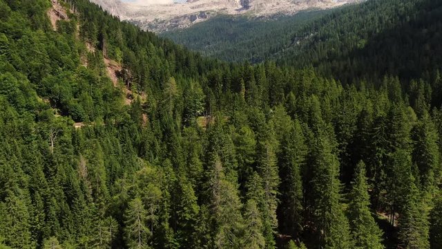 Aerial drone view of forest and mountains in summer. Trentino Alto Adige, Italy