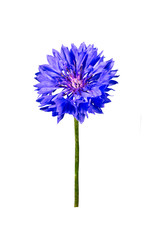 One blue cornflower Isolate on a white background.
