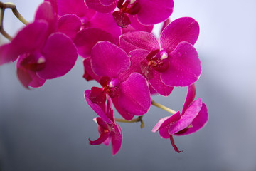 Fototapeta na wymiar Pink Orchid Flowers isolated on gray blur background.