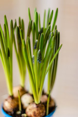 Spring flowers in pot