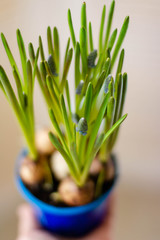 Spring flowers in pot