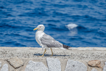 Sea gull in Giglio Island