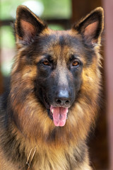 Portriate of a beautiful German Shepherd dog.