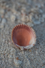Pinky Seashell on sand background